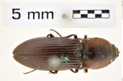 Foto (Dorsalansicht) von Selatosomus lateralis (LeConte, 1853) (NHMW-ZOO-COL-0008347)